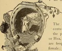 An illustration from American art and American art collections; essays on artistic subjects (1889)