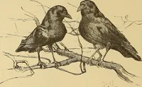 An illustration from American art and American art collections; essays on artistic subjects (1889)