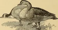 Picture 336 of 414 from American art and American art collections; essays on artistic subjects (1889), leaf 467