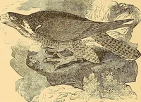 An illustration from American art and American art collections; essays on artistic subjects (1889)