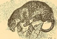 An illustration from American art and American art collections; essays on artistic subjects (1889)