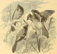 An illustration from American art and American art collections; essays on artistic subjects (1889)
