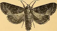 Picture 392 of 438 from American art and American art collections; essays on artistic subjects (1889), leaf 577