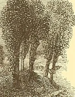 Picture 408 of 438 from American art and American art collections; essays on artistic subjects (1889), leaf 602