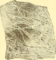 Picture 75 of 407 from American art and American art collections; essays on artistic subjects (1889), leaf 100