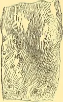 Picture 81 of 407 from American art and American art collections; essays on artistic subjects (1889), leaf 105
