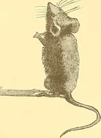 Picture 4 of 407 from American art and American art collections; essays on artistic subjects (1889), leaf 16