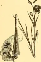 Picture 238 of 407 from American art and American art collections; essays on artistic subjects (1889), leaf 328