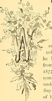 Picture 297 of 407 from American art and American art collections; essays on artistic subjects (1889), leaf 430