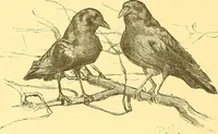 Picture 322 of 407 from American art and American art collections; essays on artistic subjects (1889), leaf 453