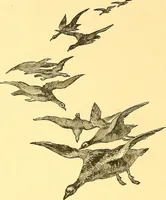 Picture 331 of 407 from American art and American art collections; essays on artistic subjects (1889), leaf 463