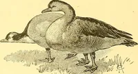 Picture 332 of 407 from American art and American art collections; essays on artistic subjects (1889), leaf 463