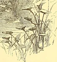 Picture 361 of 407 from American art and American art collections; essays on artistic subjects (1889), leaf 502