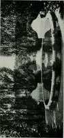 An illustration from American country houses of to-day; an illustrated account of some excellent houses built and gardens planted during the last few years, showing unmistakable influence of the modern trend in ideals architectural (1915)