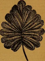 An illustration from The American domestic cyclopædia, a volume of universal ready reference for American women in American homes (1890)