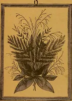 Picture 133 of 170 from The American domestic cyclopædia, a volume of universal ready reference for American women in American homes (1890), leaf 369