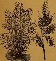 Picture 161 of 170 from The American domestic cyclopædia, a volume of universal ready reference for American women in American homes (1890), leaf 400