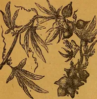 An illustration from The American domestic cyclopædia, a volume of universal ready reference for American women in American homes (1890)