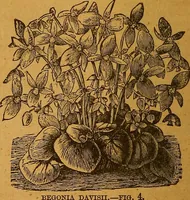 Picture 163 of 170 from The American domestic cyclopædia, a volume of universal ready reference for American women in American homes (1890), leaf 401