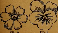 An illustration from The American domestic cyclopædia, a volume of universal ready reference for American women in American homes (1890)