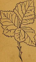 An illustration from The American domestic cyclopædia, a volume of universal ready reference for American women in American homes (1890)