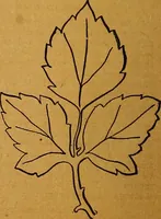 An illustration from The American domestic cyclopædia, a volume of universal ready reference for American women in American homes (1890)