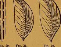An illustration from The American domestic cyclopædia, a volume of universal ready reference for American women in American homes (1890)