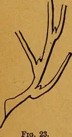 Picture 42 of 170 from The American domestic cyclopædia, a volume of universal ready reference for American women in American homes (1890), leaf 95