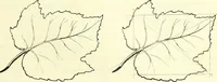 An illustration from The American drawing-book : a manual for the amateur, and basis of study for the professional artist : especially adapted to the use of public and private schools, as well as home instruction (1847)
