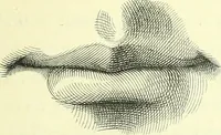 An illustration from The American drawing-book : a manual for the amateur, and basis of study for the professional artist : especially adapted to the use of public and private schools, as well as home instruction (1847)