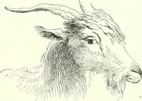 An illustration from The American drawing-book : a manual for the amateur, and basis of study for the professional artist : especially adapted to the use of public and private schools, as well as home instruction (1847)