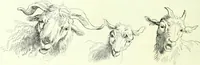 An illustration from The American drawing-book : a manual for the amateur, and basis of study for the professional artist : especially adapted to the use of public and private schools, as well as home instruction (1847)