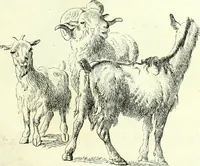An illustration from The American drawing-book : a manual for the amateur, and basis of study for the professional artist : especially adapted to the use of public and private schools, as well as home instruction (1847)