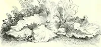An illustration from The American drawing-book : a manual for the amateur, and basis of study for the professional artist : especially adapted to the use of public and private schools, as well as home instruction (1847)