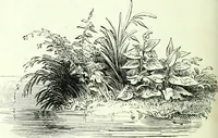 An illustration from The American drawing-book : a manual for the amateur, and basis of study for the professional artist : especially adapted to the use of public and private schools, as well as home instruction (1847)