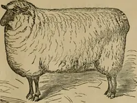 An illustration from The American dyer, (enlarged and revised) : a practical treatise on the coloring of wool, cotton, yarn and cloth, also, calico-printing ... containing seventy samples of wool, cotton yarn, and cloth; sample of black on raw cotton, colored at one operation; embracing, in all, over four hundred recipes (1878)