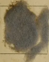An illustration from The American dyer, (enlarged and revised) : a practical treatise on the coloring of wool, cotton, yarn and cloth, also, calico-printing ... containing seventy samples of wool, cotton yarn, and cloth; sample of black on raw cotton, colored at one operation; embracing, in all, over four hundred recipes (1878)