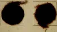 An illustration from The American dyer, (enlarged and revised) : a practical treatise on the coloring of wool, cotton, yarn and cloth, also, calico-printing ... containing seventy samples of wool, cotton yarn, and cloth; sample of black on raw cotton, colored at one operation; embracing, in all, over four hundred recipes (1878)