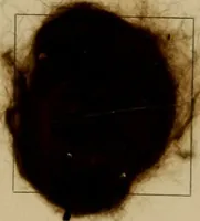 An illustration from The American dyer, (enlarged and revised) : a practical treatise on the coloring of wool, cotton, yarn and cloth, also, calico-printing ... containing seventy samples of wool, cotton yarn, and cloth; sample of black on raw cotton, colored at one operation; embracing, in all, over four hundred recipes (1878)