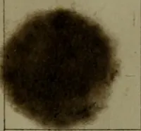 An illustration from The American dyer : a practical treatise on the coloring of wool, cotton, yarn & cloth.. (1873)