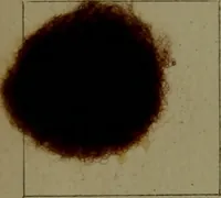 An illustration from The American dyer : a practical treatise on the coloring of wool, cotton, yarn & cloth.. (1873)