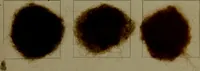 An illustration from The American dyer : a practical treatise on the coloring of wool, cotton, yarn & cloth.. (1873)