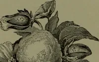 An illustration from The American dyer : a practical treatise on the coloring of wool, cotton, yarn & cloth.. (1873)