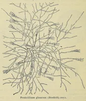 Picture 11 of 16 from American handy-book of the brewing, malting and auxiliary trades .. (1901), leaf 526