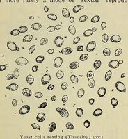 An illustration from American handy-book of the brewing, malting and auxiliary trades .. (1901)