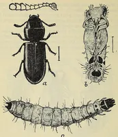 An illustration from American handy-book of the brewing, malting and auxiliary trades .. (1901)