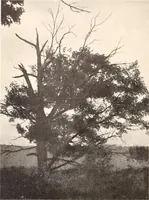 An illustration from American homes and gardens (1905)