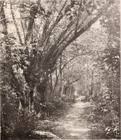 Picture 274 of 926 from American homes and gardens (1905), leaf 128