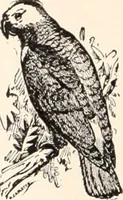 An illustration from American homes and gardens (1905)
