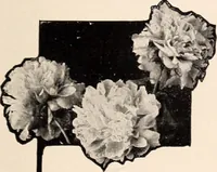Picture 338 of 926 from American homes and gardens (1905), leaf 158